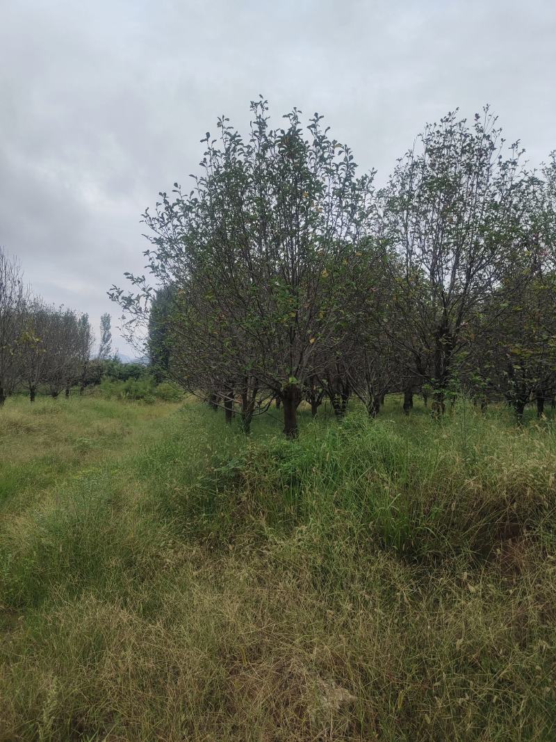 精品紫玉兰自由苗圃欢迎大家实地考察
