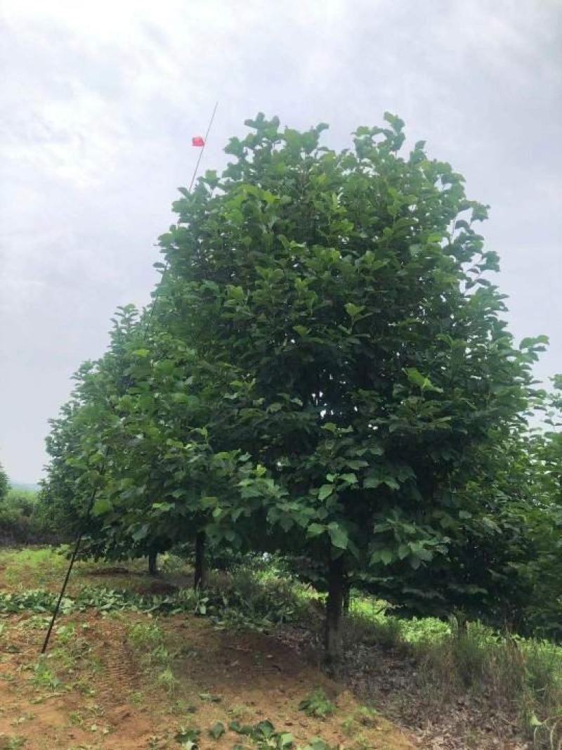 精品紫玉兰自由苗圃欢迎大家实地考察
