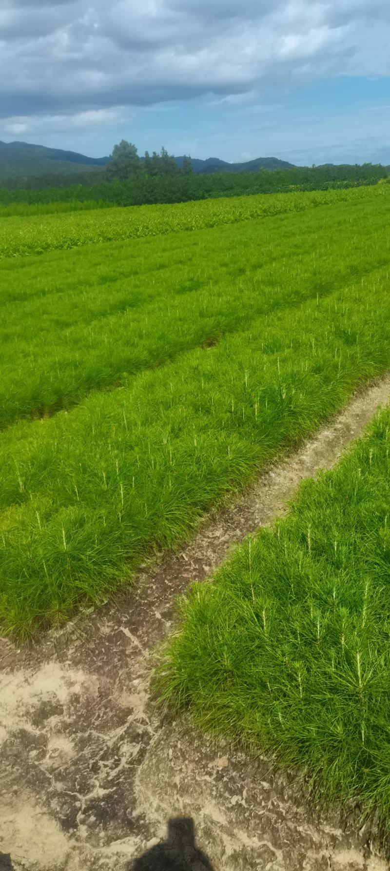 现货供应马尾松苗，湿地松杯苗马尾松杯苗1-5公分湿地松