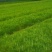 现货供应马尾松苗，湿地松杯苗马尾松杯苗1-5公分湿地松