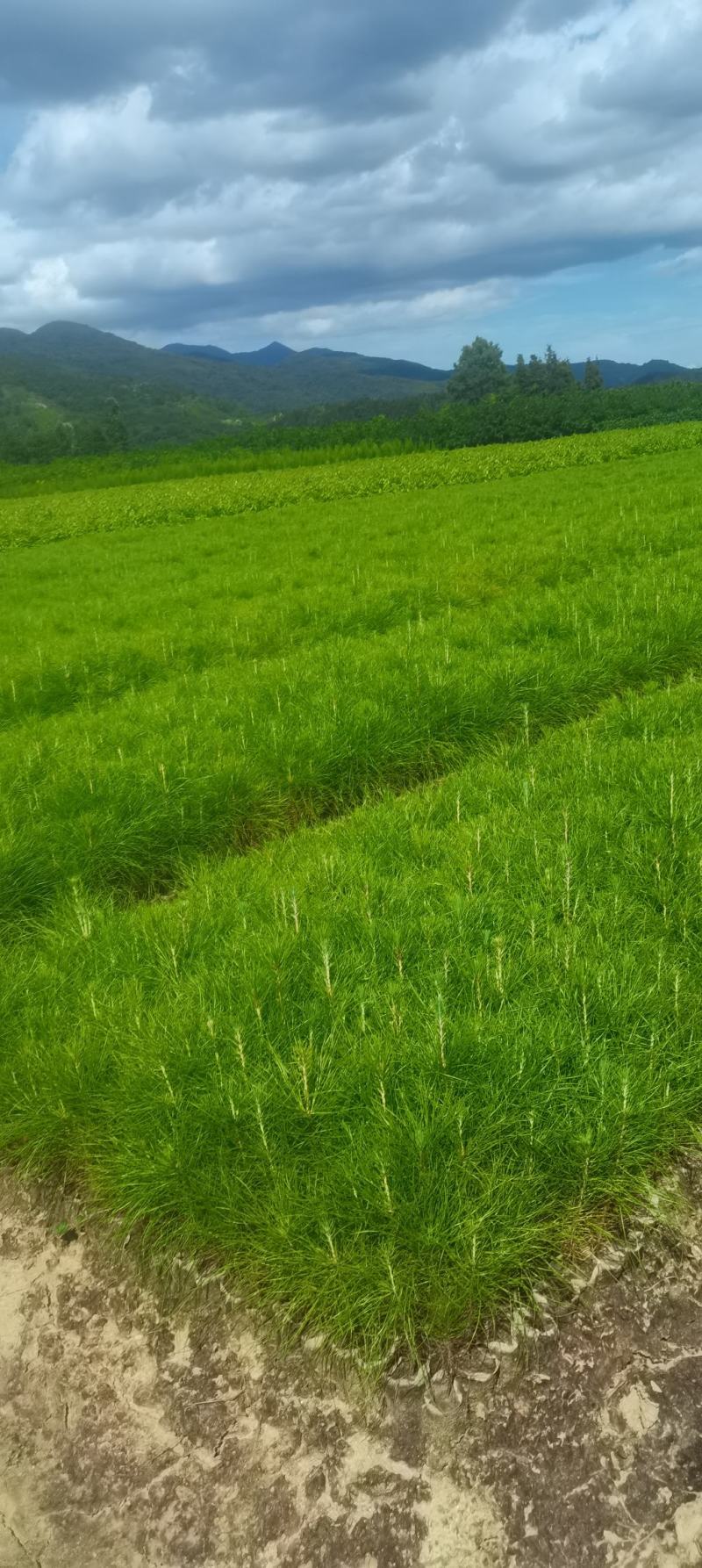 现货供应马尾松苗，湿地松杯苗马尾松杯苗1-5公分湿地松