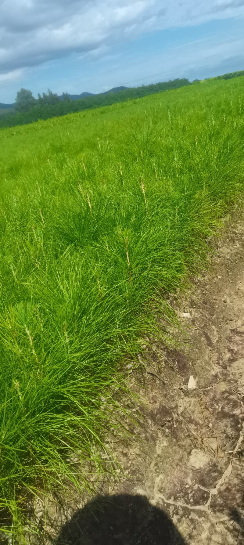 现货供应马尾松苗，湿地松杯苗马尾松杯苗1-5公分湿地松