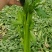 芹菜开始大量上市，基地种植。西芹，香芹，山芹大量有货
