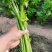 芹菜开始大量上市，基地种植。西芹，香芹，山芹大量有货