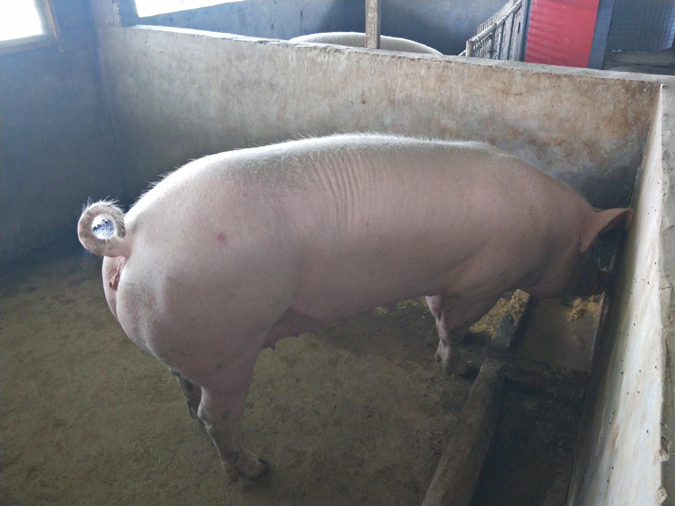 长白猪肉加工成品展示