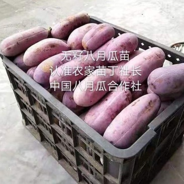 无籽八月瓜苗《全国推广》我送苗你种植包收亩产6千斤