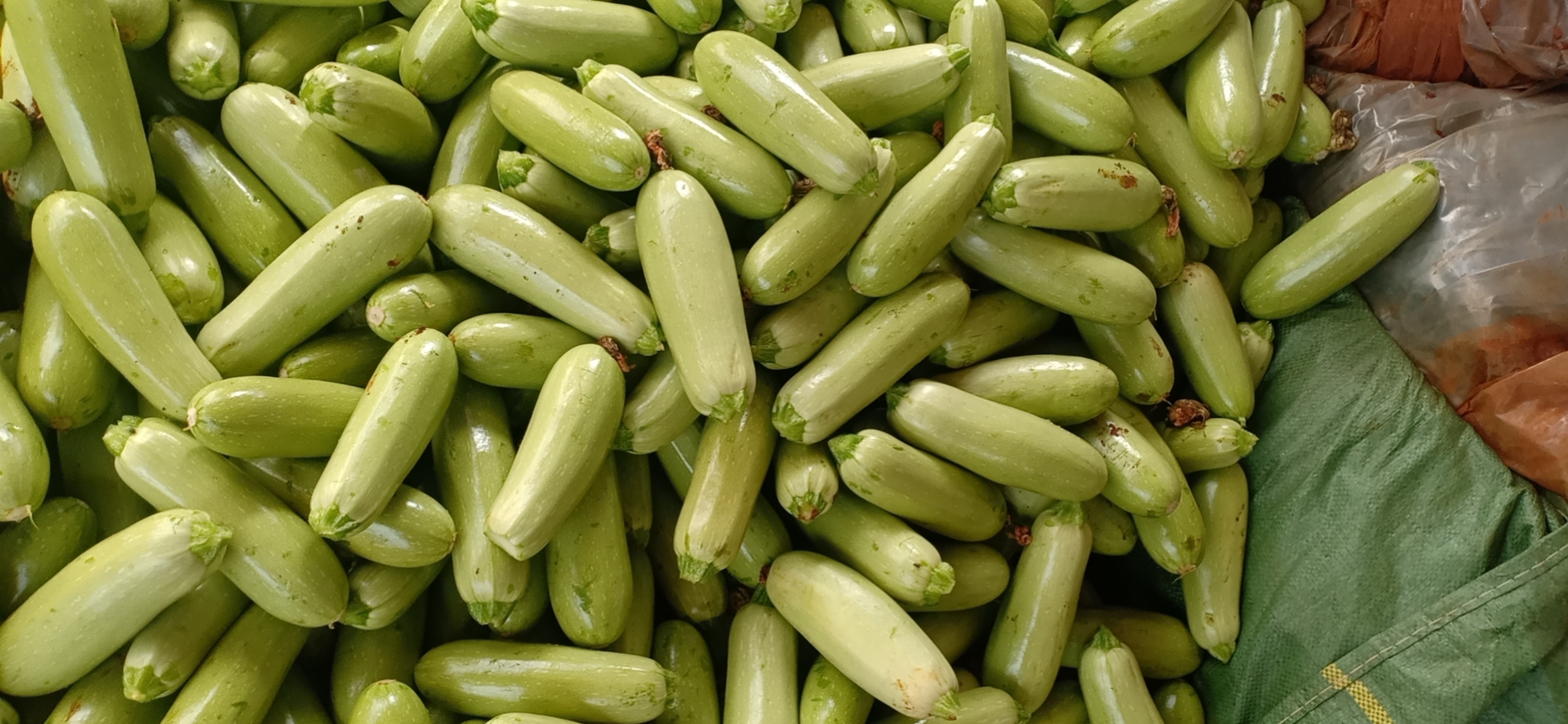 西葫芦植株与果实特写