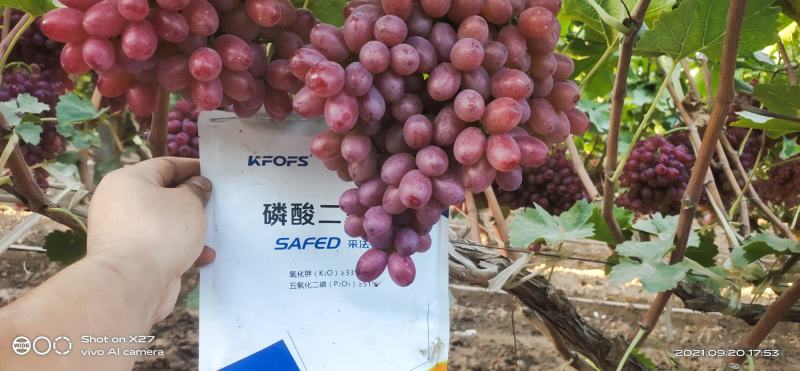 2021年新年葡萄
