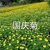 国庆菊各类大菊花自产自销，品种繁多，保质保量，量大面议