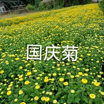 国庆菊各类大菊花自产自销，品种繁多，保质保量，量大面议