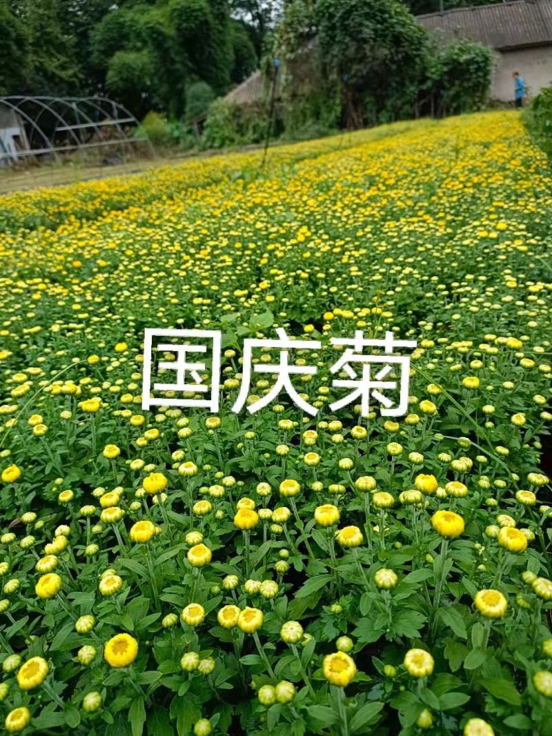 国庆菊各类大菊花自产自销，品种繁多，保质保量，量大面议