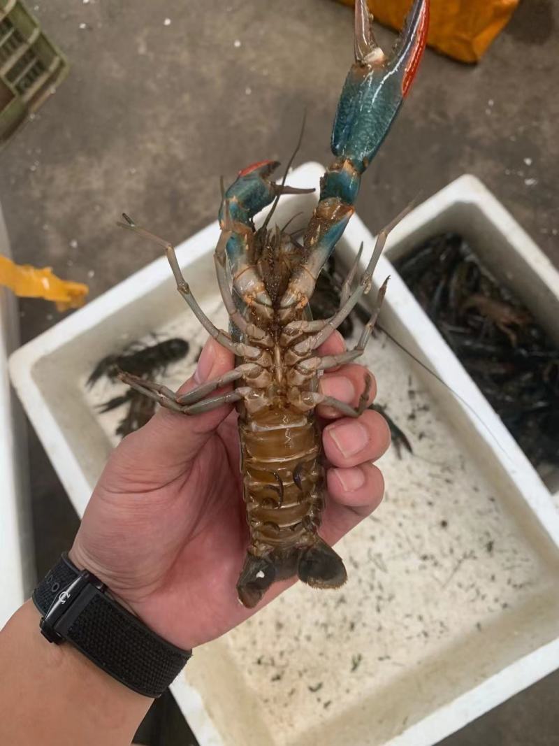 淡水澳龙