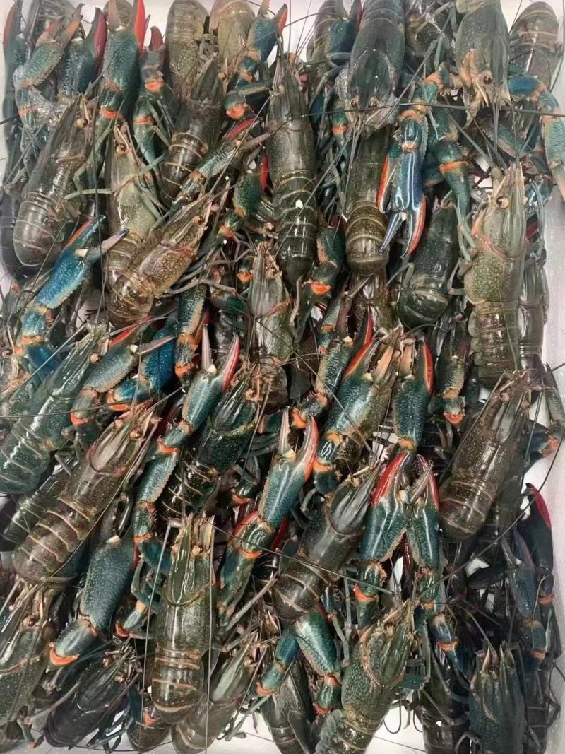 淡水澳龙