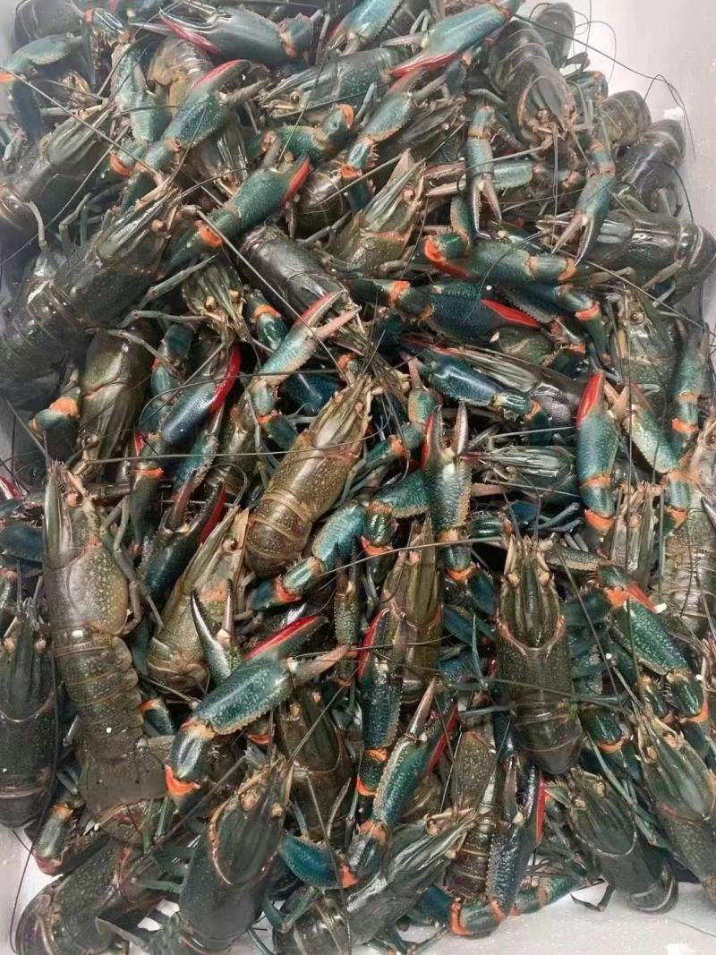 淡水澳龙