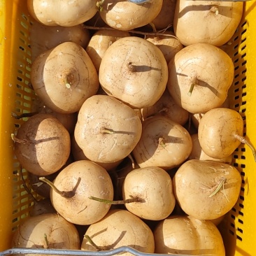 精品凉薯沙葛白地瓜豆薯