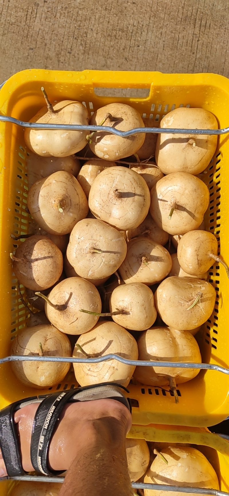 精品凉薯沙葛白地瓜豆薯