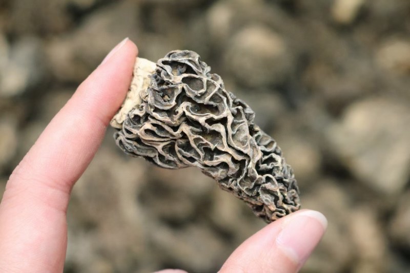 野生羊肚菌5cm足干货厚肉均匀高海拔的野生羊肚菌