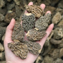 野生羊肚菌5cm足干货厚肉均匀高海拔的野生羊肚菌