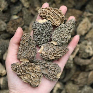 野生羊肚菌5cm足干货厚肉均匀高海拔的野生羊肚菌