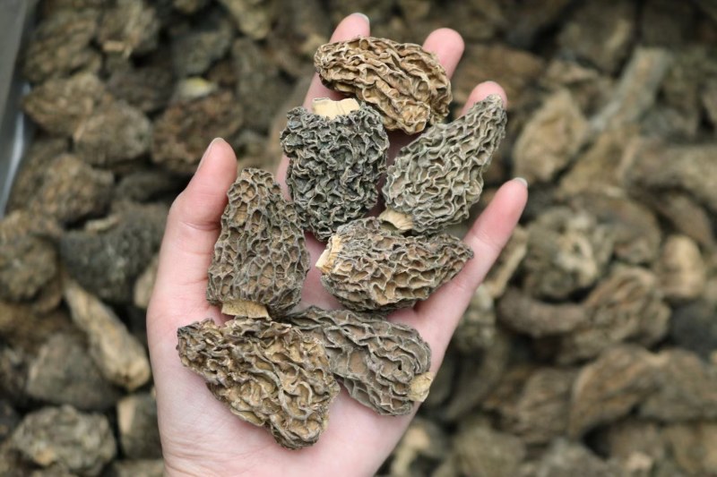野生羊肚菌5cm足干货厚肉均匀高海拔的野生羊肚菌