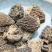 野生羊肚菌5cm足干货厚肉均匀高海拔的野生羊肚菌