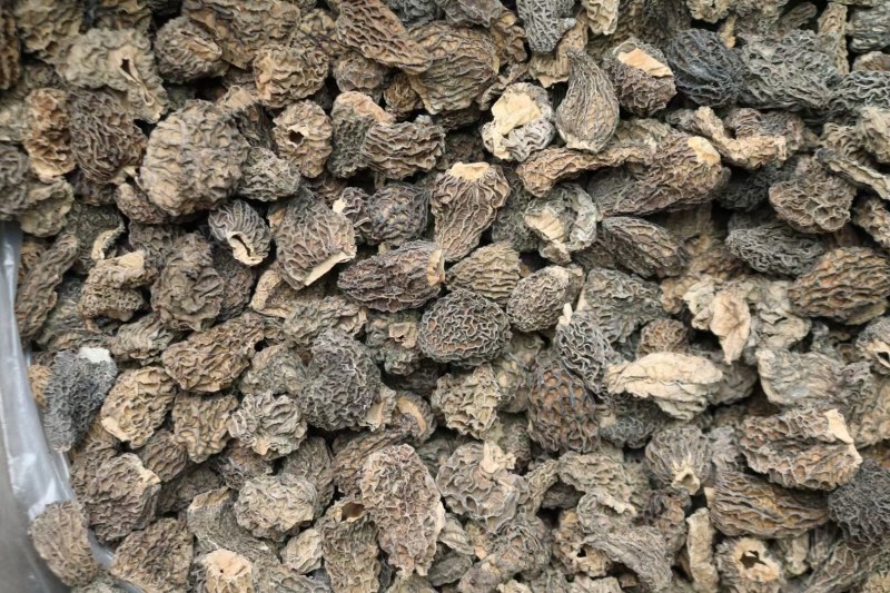 野生羊肚菌5cm足干货厚肉均匀高海拔的野生羊肚菌