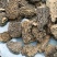 野生羊肚菌5cm足干货厚肉均匀高海拔的野生羊肚菌