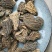 野生羊肚菌5cm足干货厚肉均匀高海拔的野生羊肚菌
