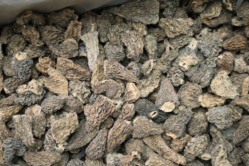 野生羊肚菌5cm足干货厚肉均匀高海拔的野生羊肚菌
