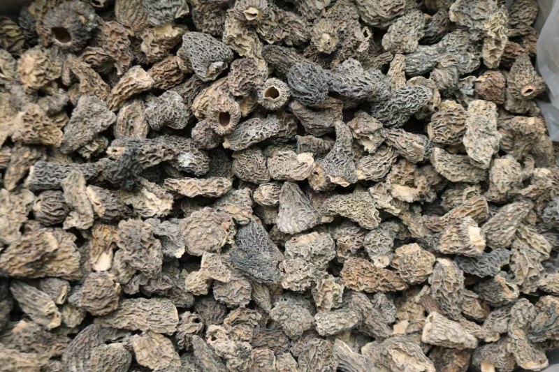 野生羊肚菌5cm足干货厚肉均匀高海拔的野生羊肚菌