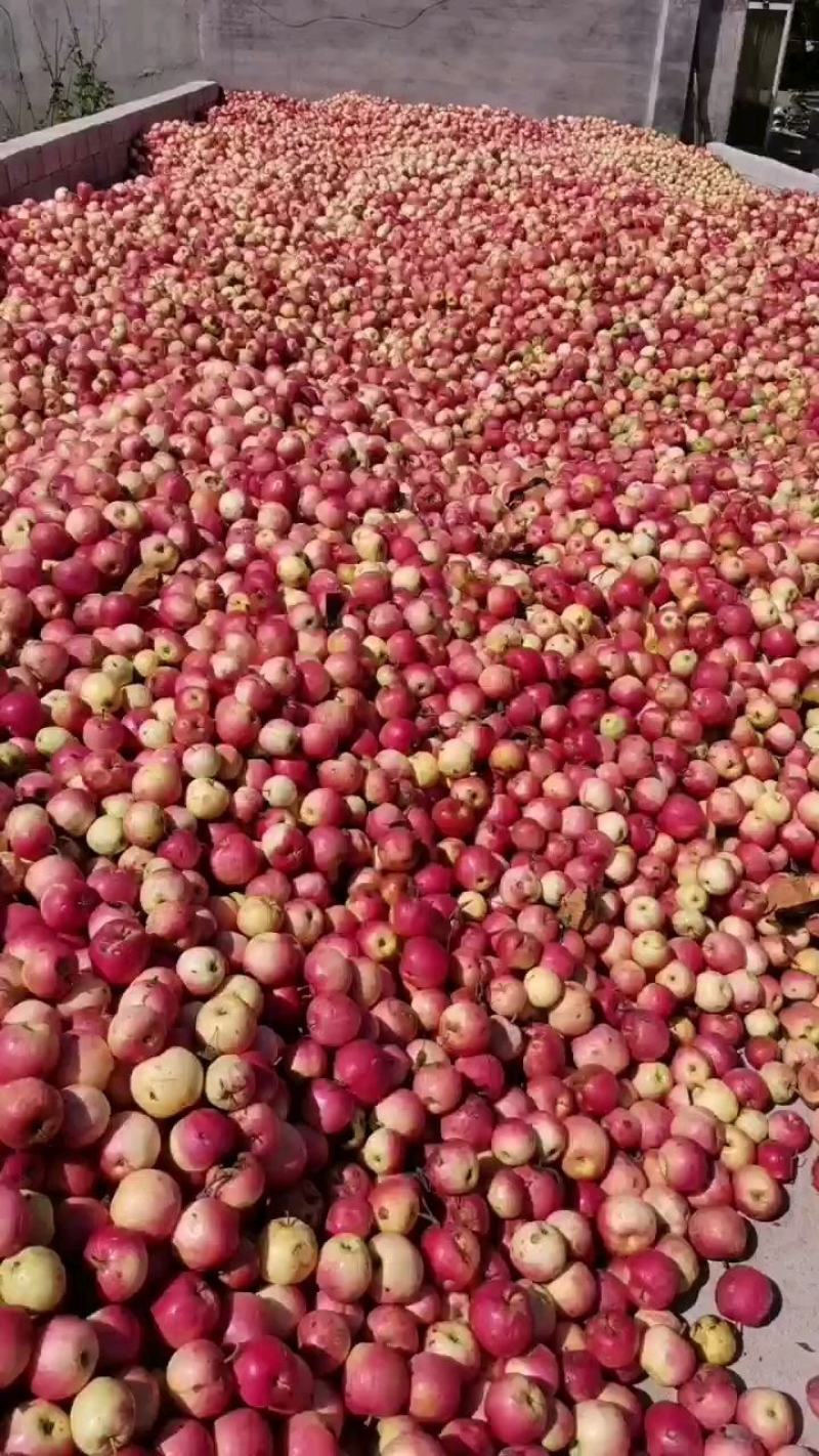 绥中落地果，打果汁的，一手货源，货源充足，有场地，欢迎全