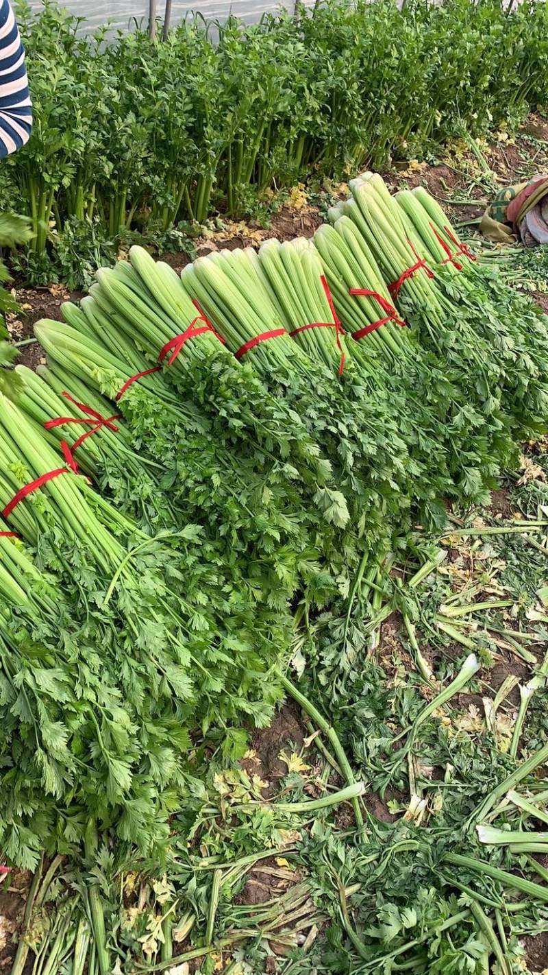 河南周口鹿邑优质芹菜精品小颗，大量上市，产地直发
