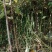 李子苗出售预订量大优惠