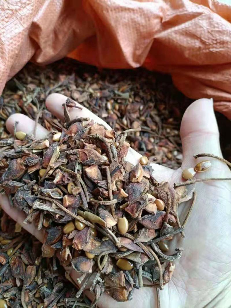 大红八角碎片，干枝八角碎片，小果八角碎片，打粉专用八角梗