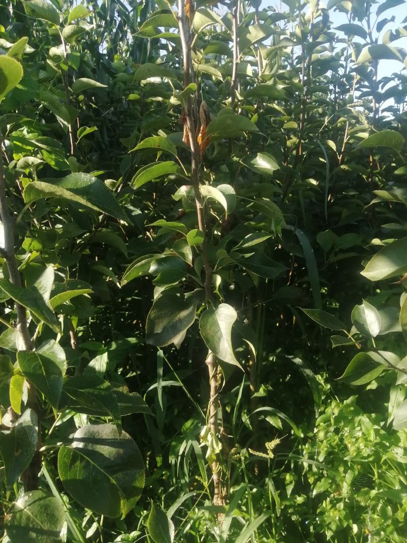 鸡心果杯苗裸根出售预订量大从优