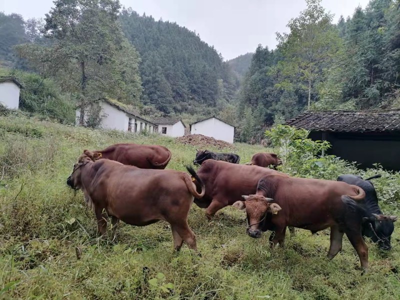 （正宗的西门塔尔牛），活牛长期出售肉牛，肉公牛肉母牛