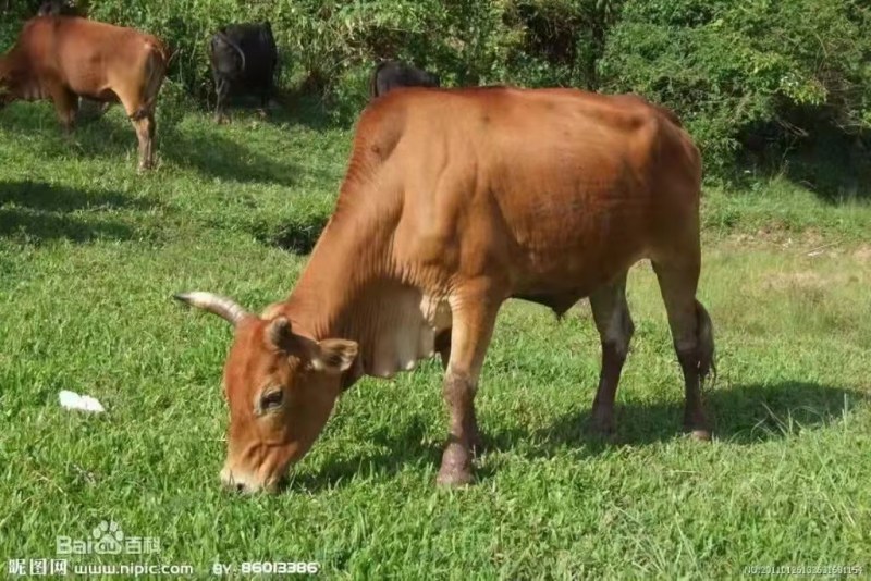 （正宗的西门塔尔牛），活牛长期出售肉牛，肉公牛肉母牛