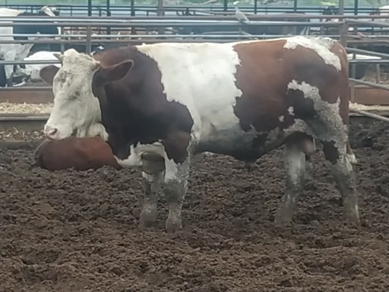 （正宗的西门塔尔牛），活牛长期出售肉牛，肉公牛肉母牛