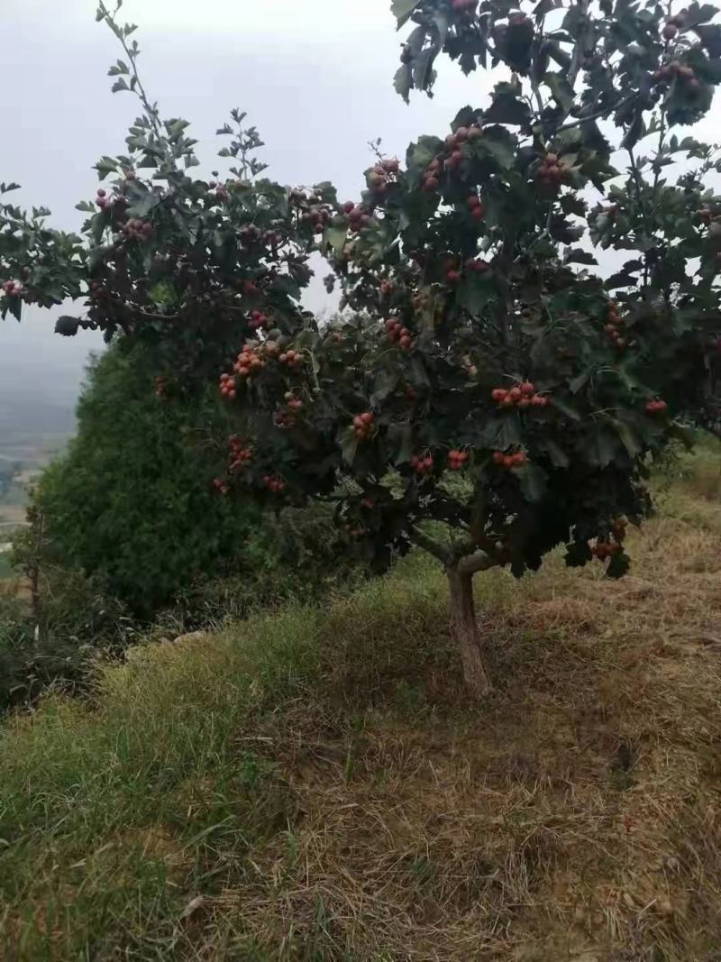 优质山楂，酸甜可口，坏果少，产地山东济宁