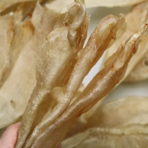 5头巴西闭合北海母原色原装货大条不洗水条条厚肉鱼胶花胶