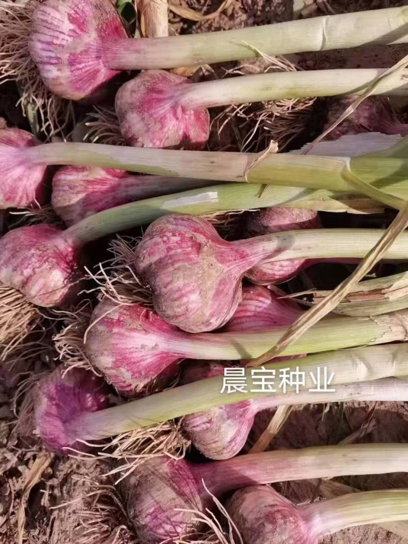 金乡大蒜精挑细选1吨起发货，都是金乡新蒜