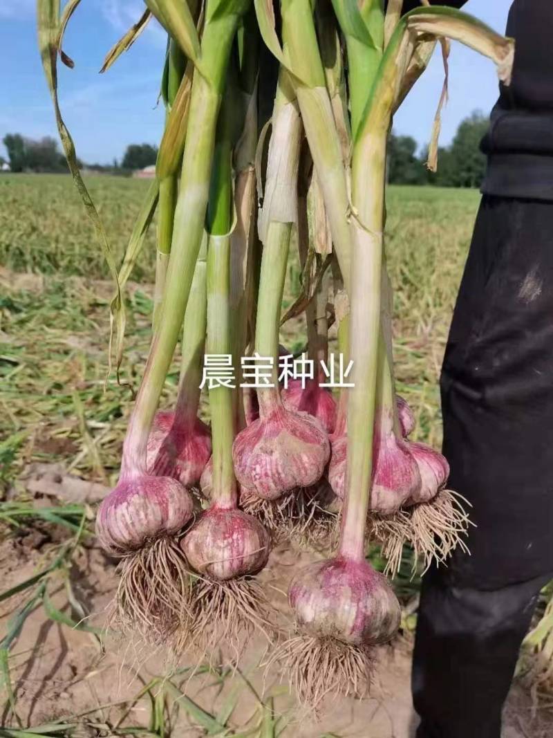金乡大蒜精挑细选1吨起发货，都是金乡新蒜