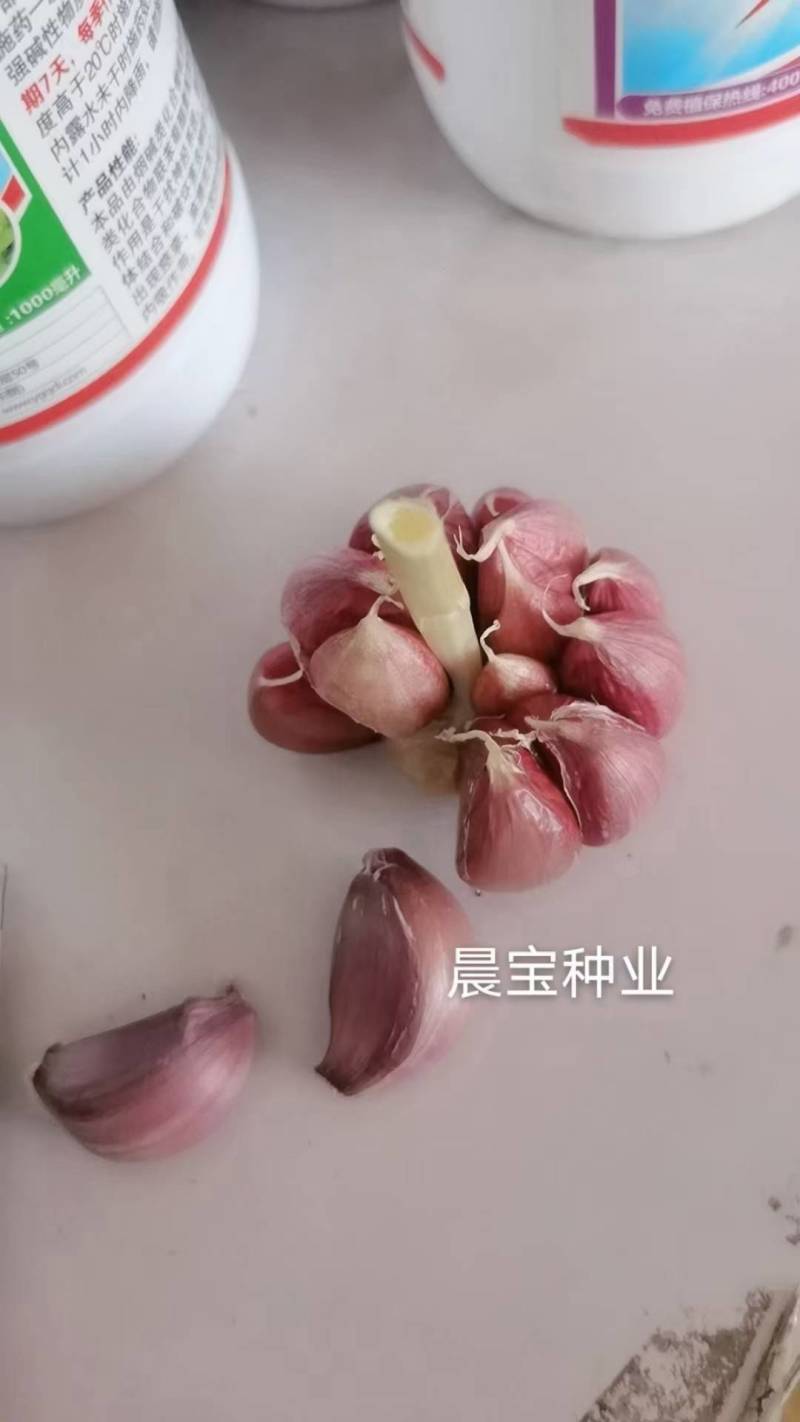 金乡大蒜精挑细选1吨起发货，都是金乡新蒜