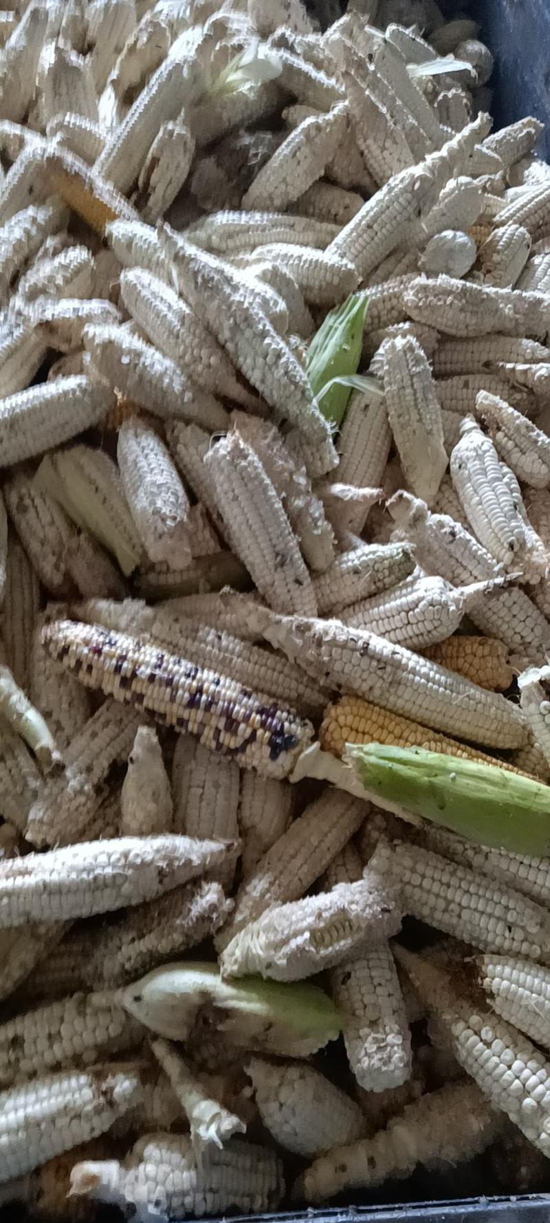 玉米秸秆青储黄储甜玉米皮甜玉米下脚料常年供应