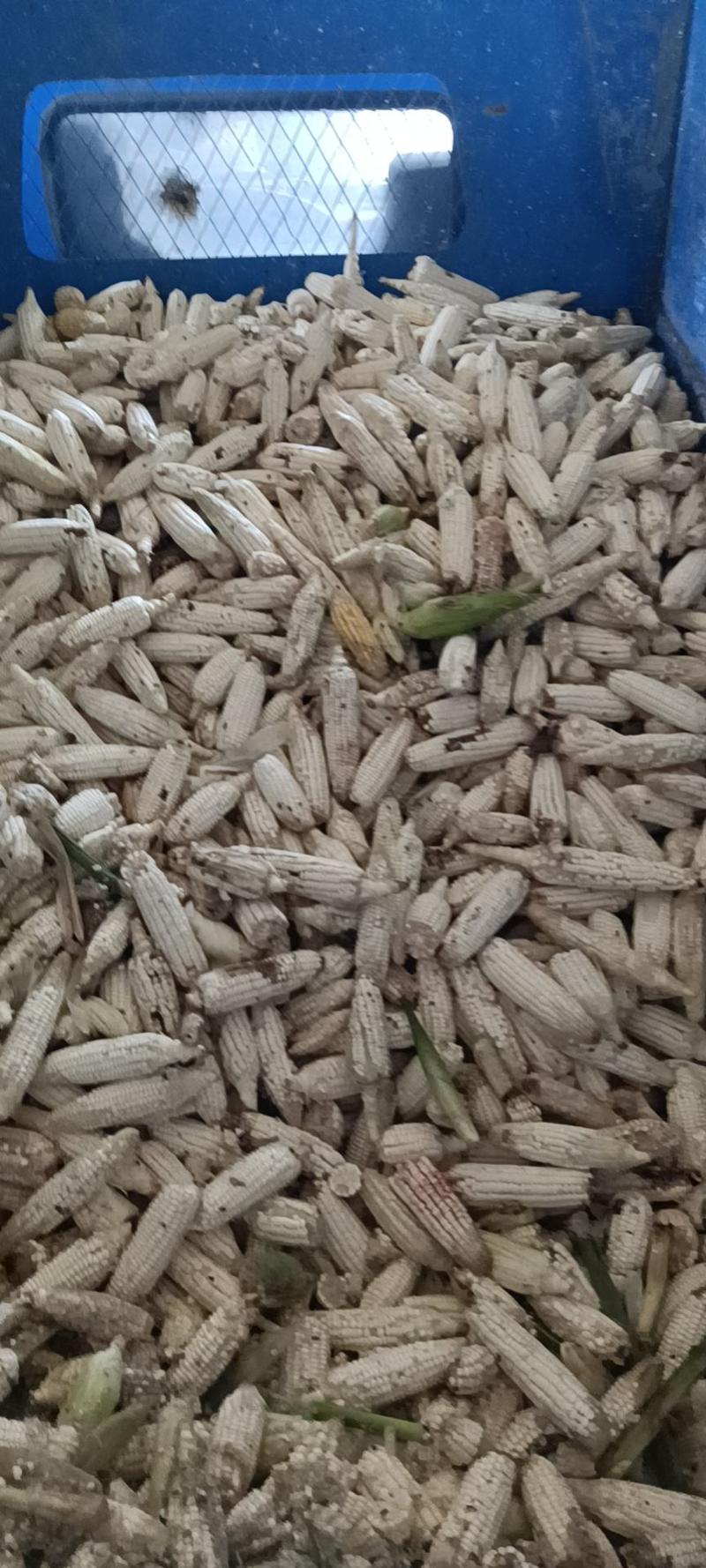 玉米秸秆青储黄储甜玉米皮甜玉米下脚料常年供应