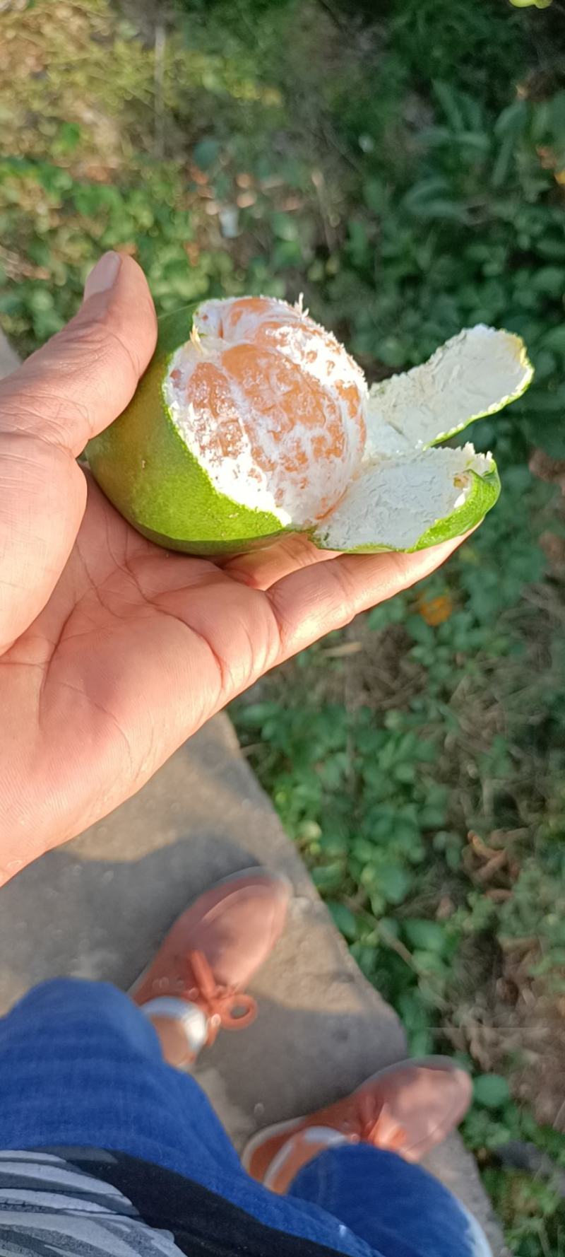 丹江囗蜜桔，皮薄汁多，酸甜可口！大量上市！欢迎各客商前来
