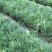 【松树苗】油松营养袋苗10/30公分起步量大从优欢迎咨询