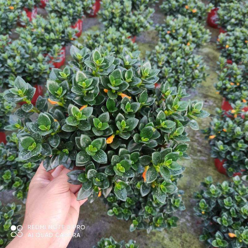 145八角杯金鱼吊兰