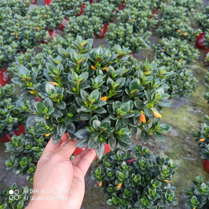 145八角杯金鱼吊兰