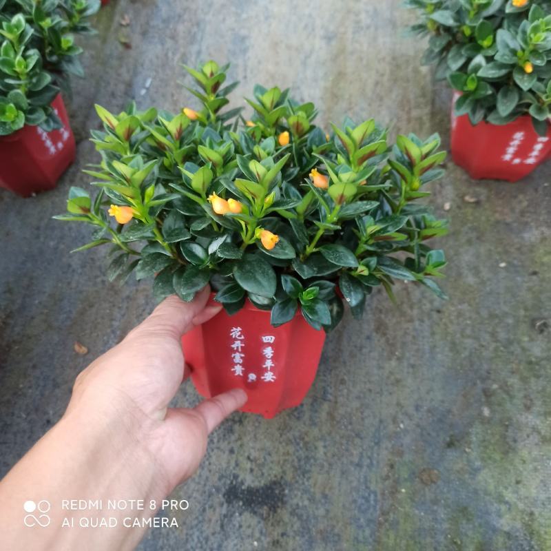 145八角杯金鱼吊兰